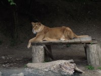 /album/zoo-ke/zoo-ke-levica-jpg/